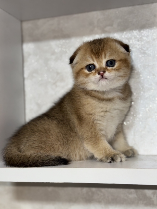 Scottish fold gold pédigrée