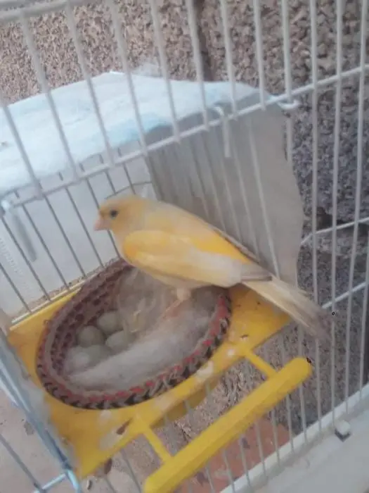 Coupla canar mozayek lahoma barik