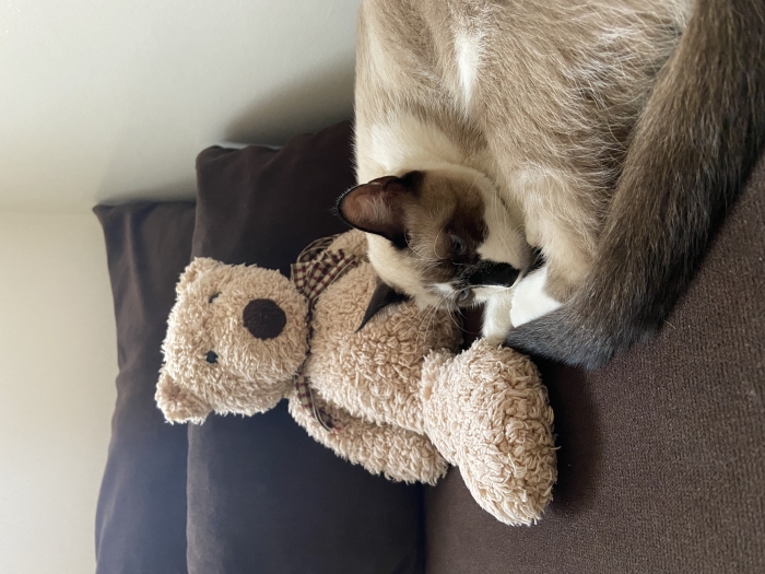 Demande d’accouplement