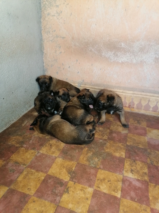 Chiot malinois charbonné