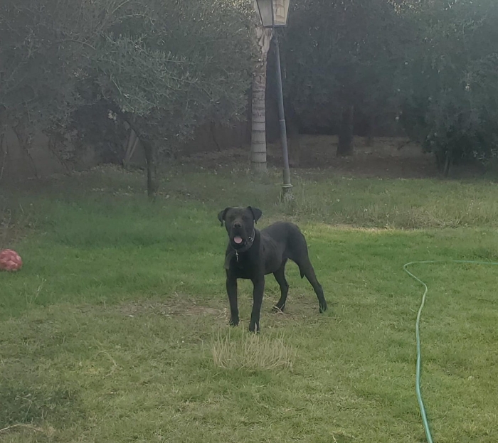 Couple de Presa canario près à reproduire