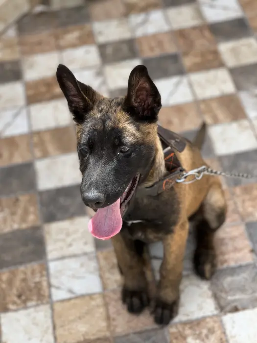 Chien malinois