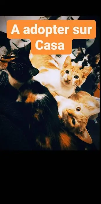 À adopter sur Casa