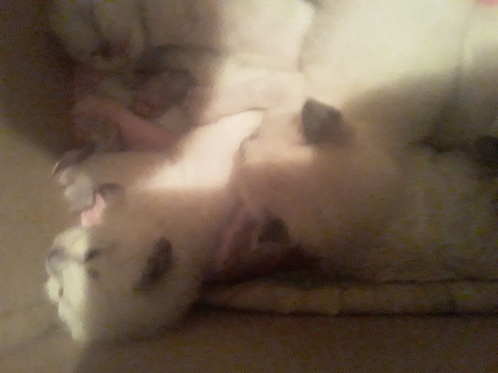 siamoa bermanie et hamalai 3 garcon 3 fille