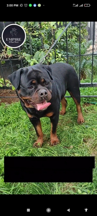 Chiots Rottweiler mâle et femelle de 6 mois à vendre