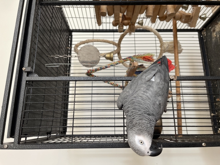 Perroquet gris du Gabon Élevé Main de 4 ans