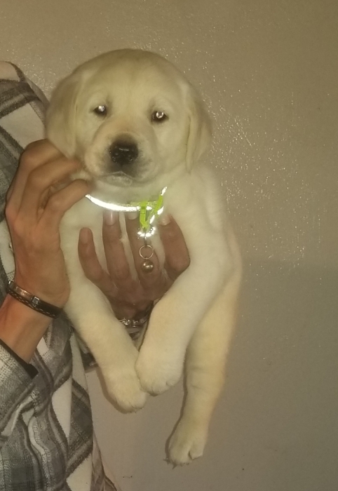 Chiot Labrador Pure race mâle