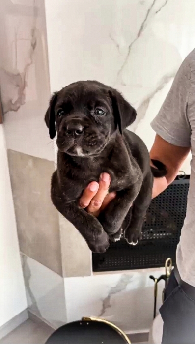 Cane Corso 🇮🇹