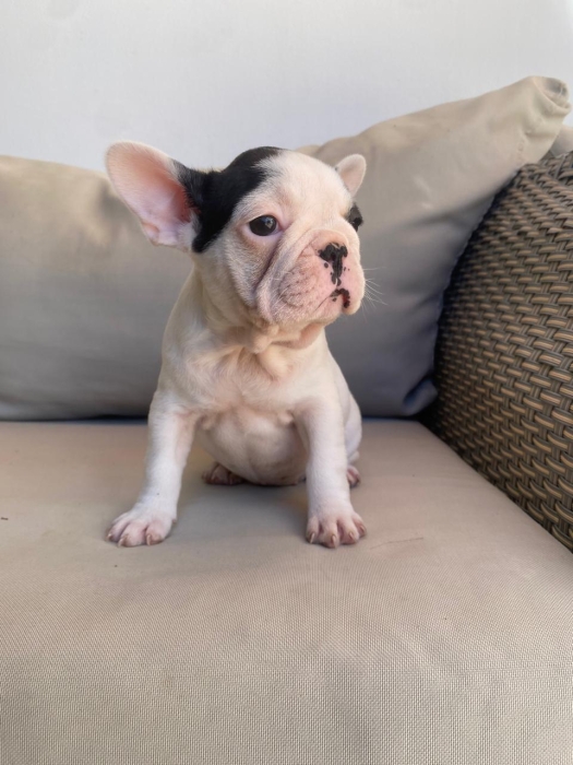 4 femelles bouledogue Français