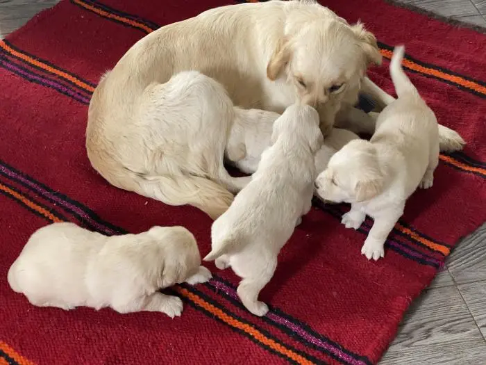 Chiots Golden Retriever Maroc