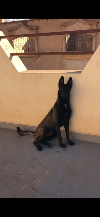 Malinois charbonne pure race age 1 ans