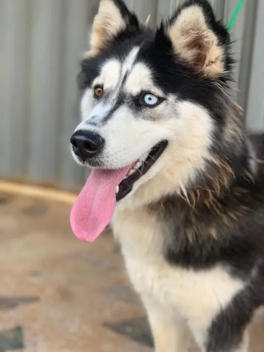 Husky malamute