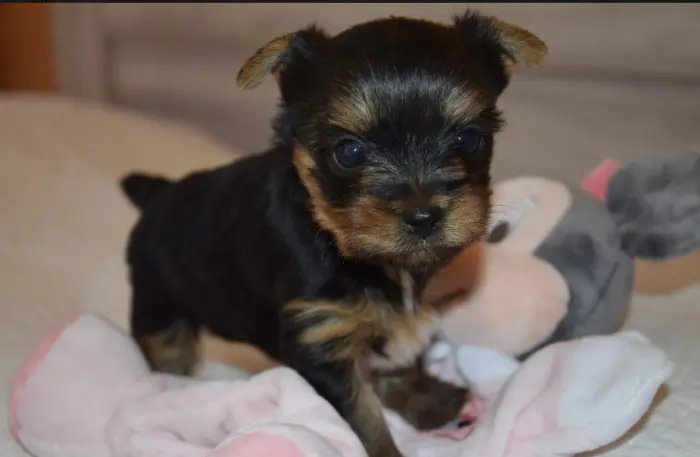 Yorkshire femelle chiot