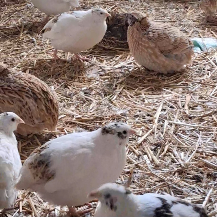 Caille. Poussin. Oeuf. Volaille Basse-cour BIO