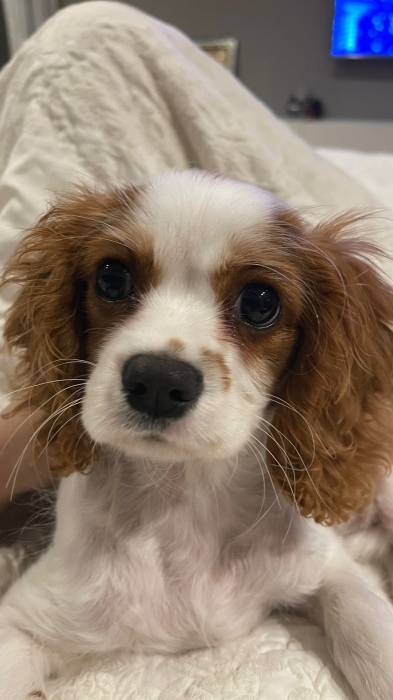 Cavalier King Charles