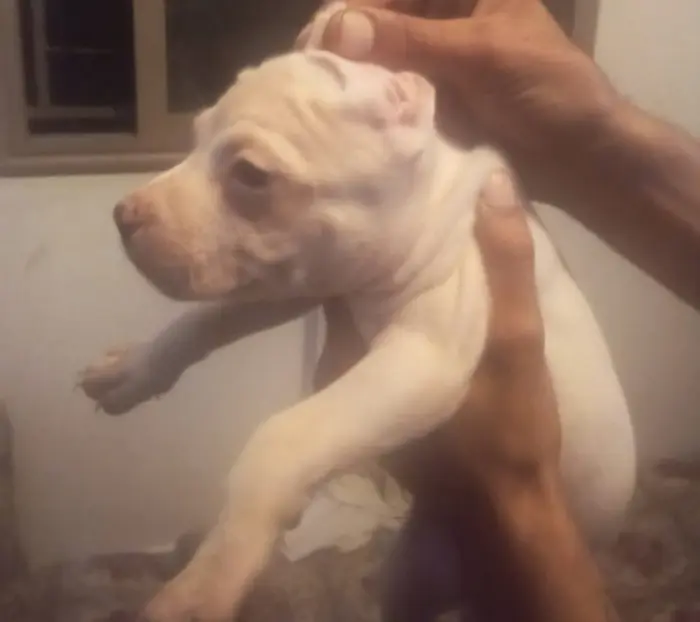Dogo Argentino