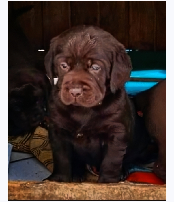 Labrador Chocolat