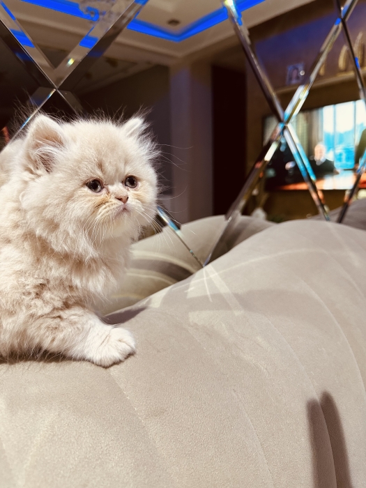 Chaton persan