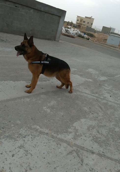 Berger Allemand pedigree pour accouplement