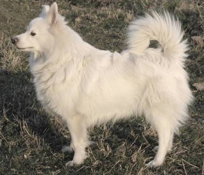 chien spitz blanche