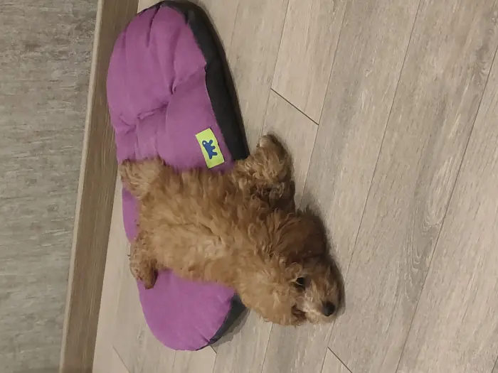 Caniche Toy avec tout documents