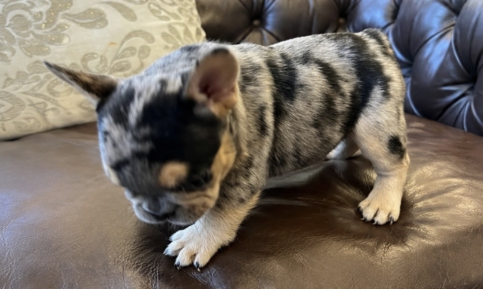 Bulldog français exotique