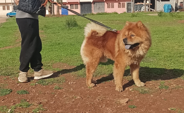 Chow chow pure race 10 mois