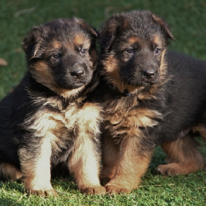 Berger Allemand 💥