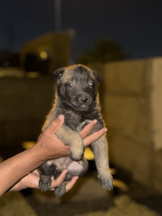 Malinois charbonnier