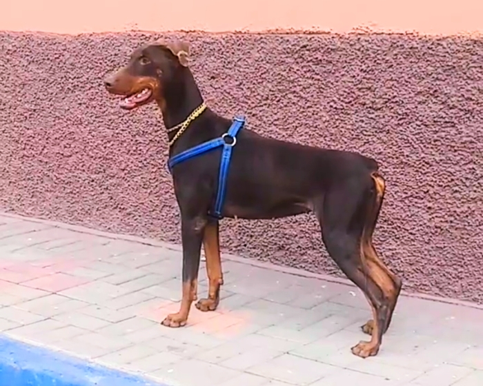 Female Doberman pure Race