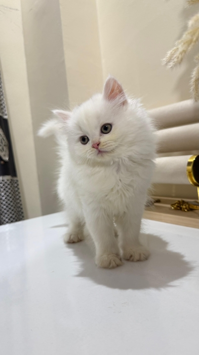 Highland fold & Scottish