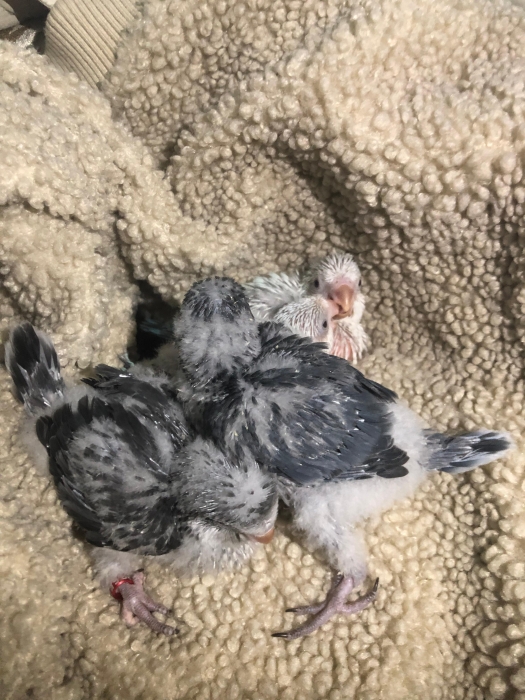 Bébés Quaker de différentes Mutation.