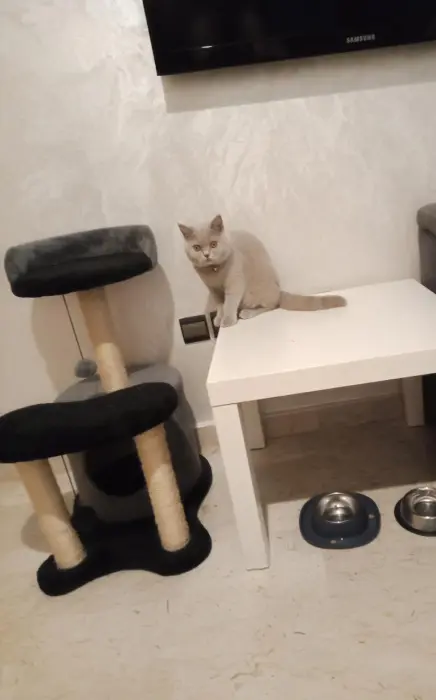 British shorthair Lilac