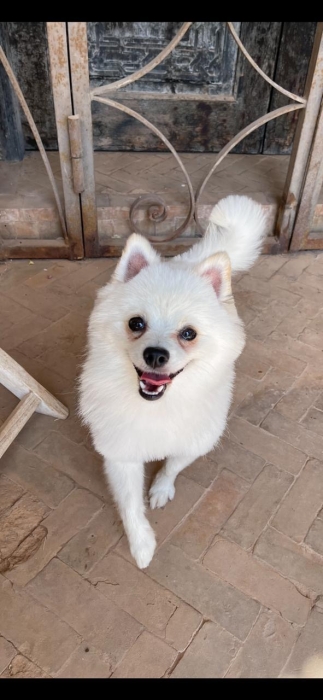 Magnifique porté de spitz