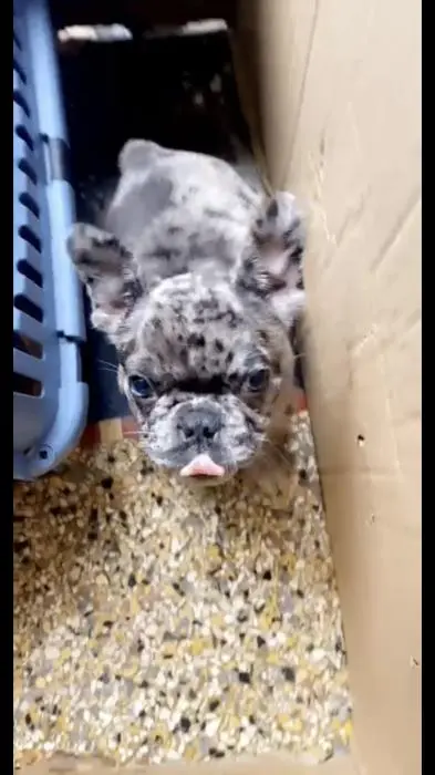 Bouledogue français exotique femelle