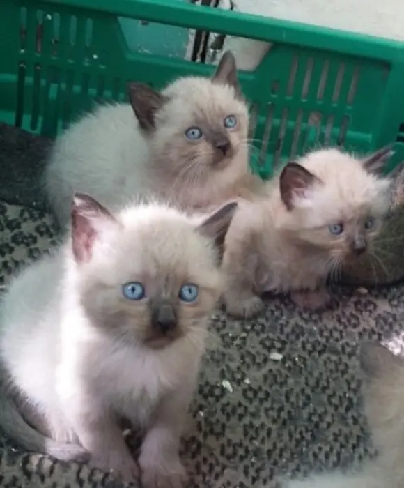 vendre 3 femelles chates marque siamoi