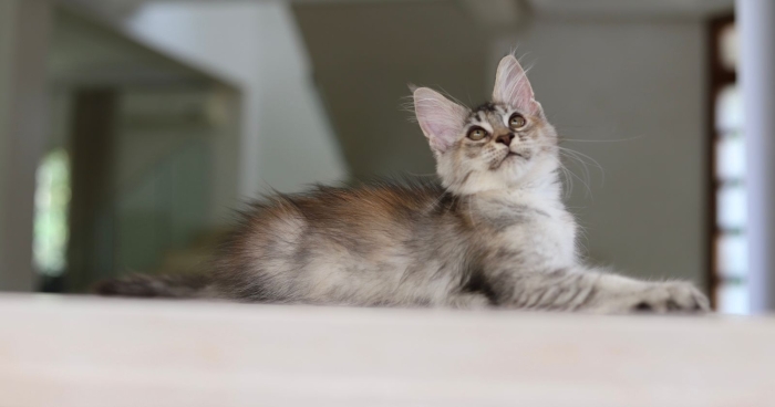 Main Coon Zephyr adoption