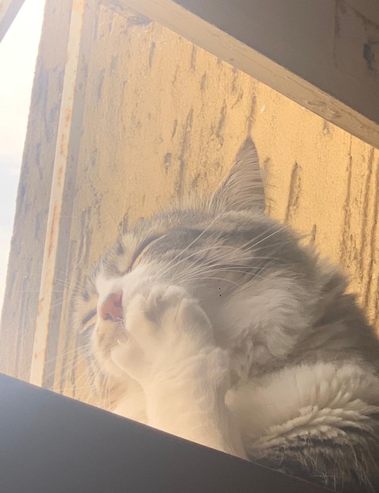 Trouver une famille d’accueil