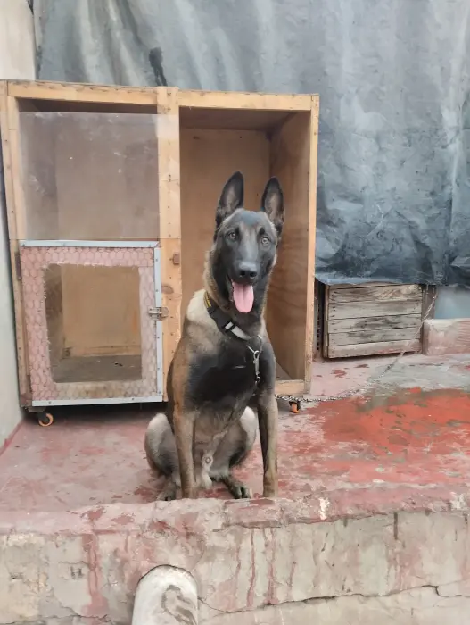 كلب مالينوا