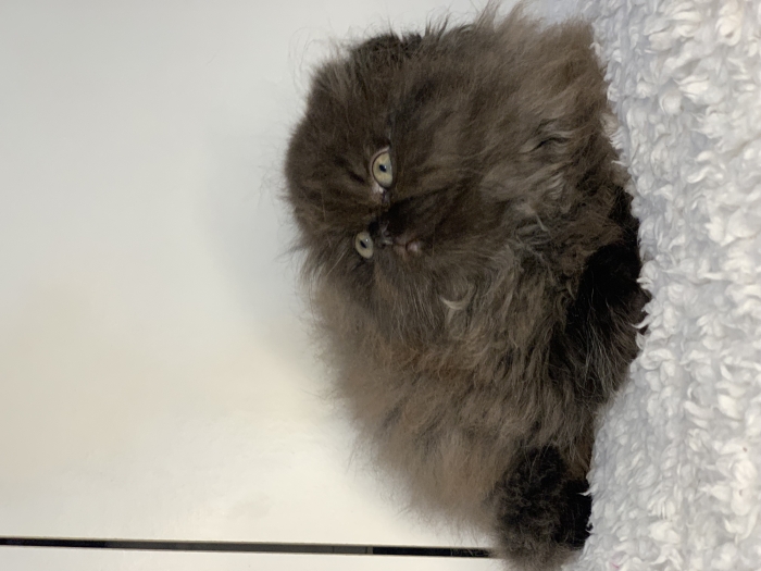 Chat Scottish fold highland