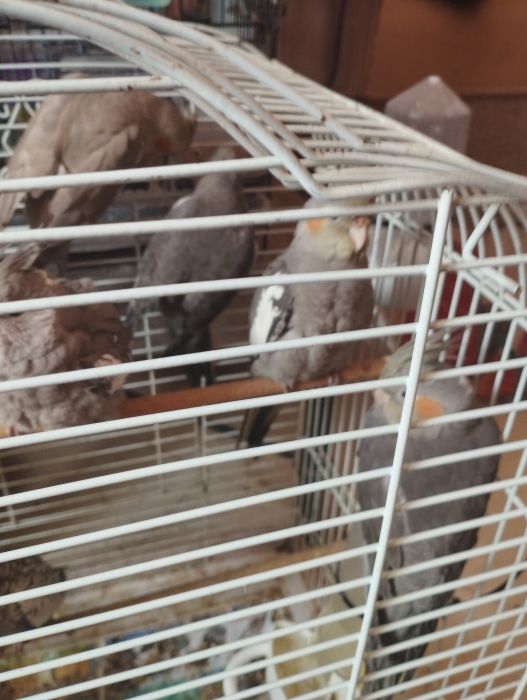 Oiseau calopsite perruche