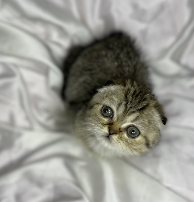 Scottish fold cat