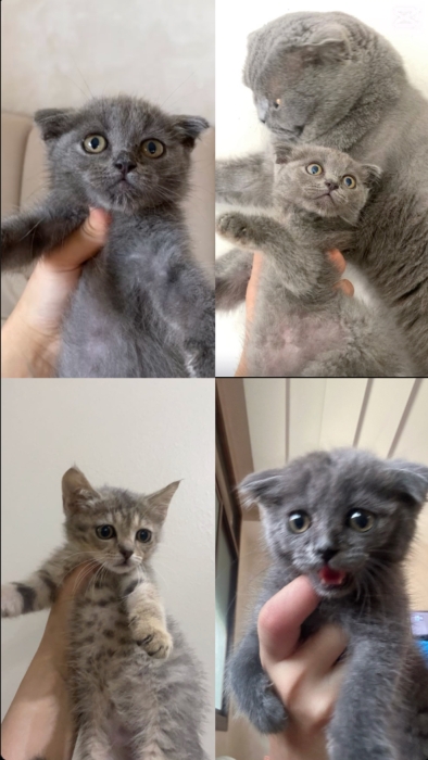 Scottish straight et fold