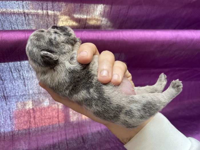 bulldog français exotique