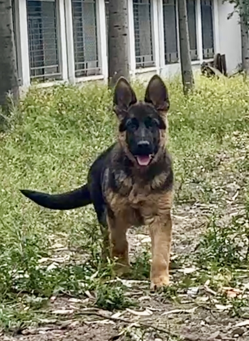 Chiot berger allemand pedigree