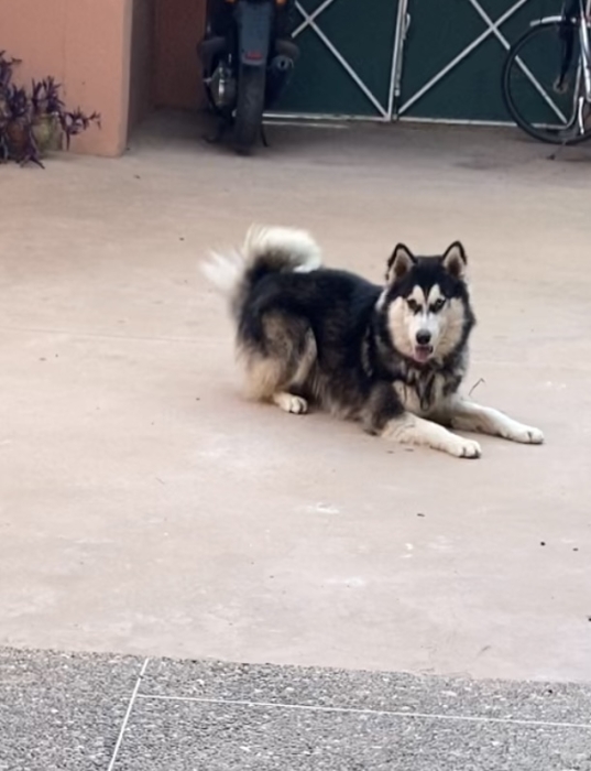 Chien husky pour adoption