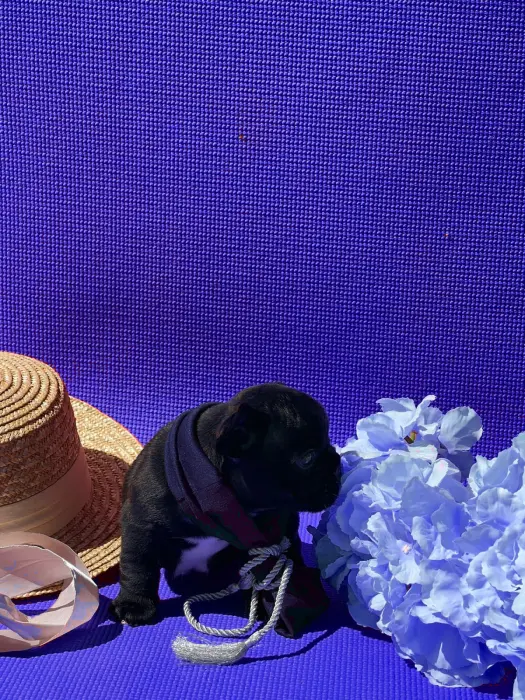 Bulldog français mâle