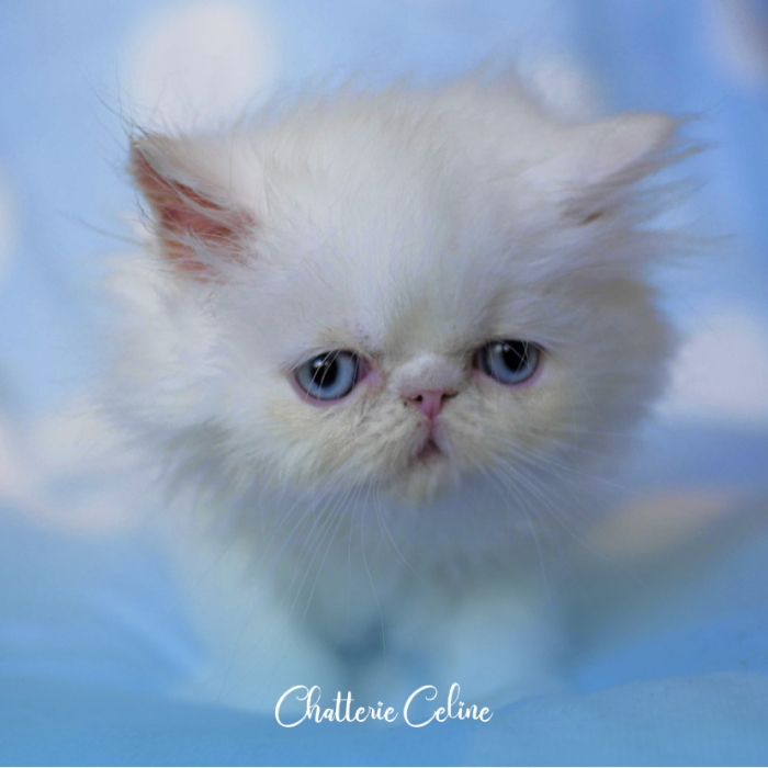 Persan Mâle peke face blanc 2 mois