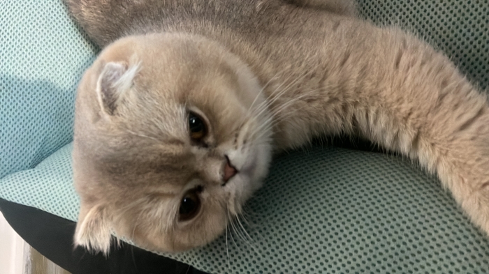 Chat mal scottish fold pour accouplement
