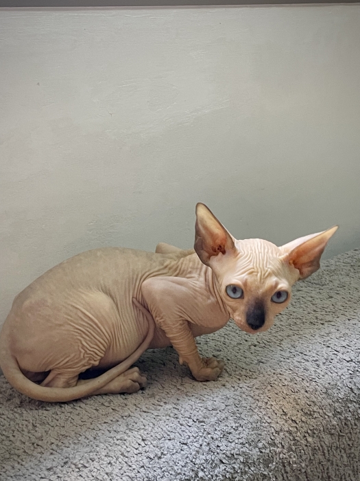 القط الفرعوني